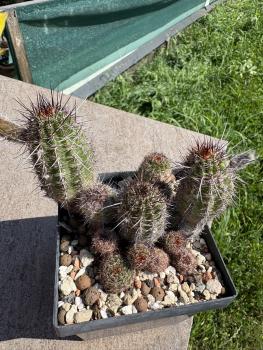 Preview: Echinopsis aurea v shaferi